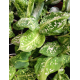 Tree Frog Tank Friendly Rare Plant Package Tree Frog Tank Friendly Rare Plant Package