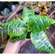 Tree Frog Tank Friendly Rare Plant Package Tree Frog Tank Friendly Rare Plant Package